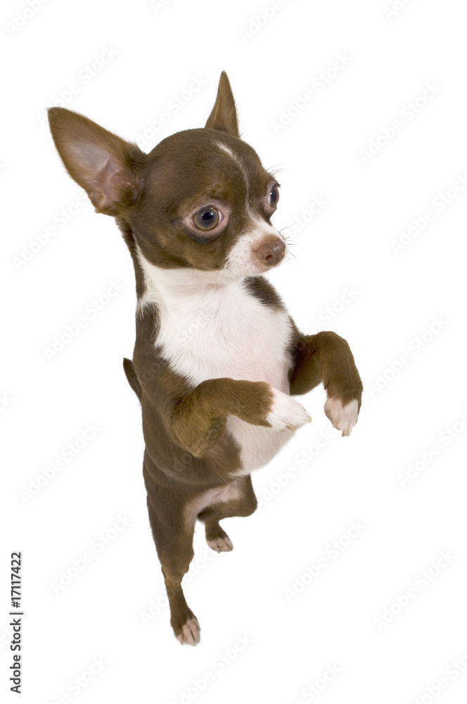 chocolate chihuahua standing up isolated