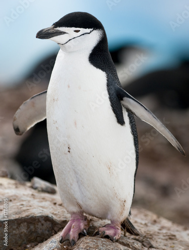 Chinstrap Penguin - Wings Open