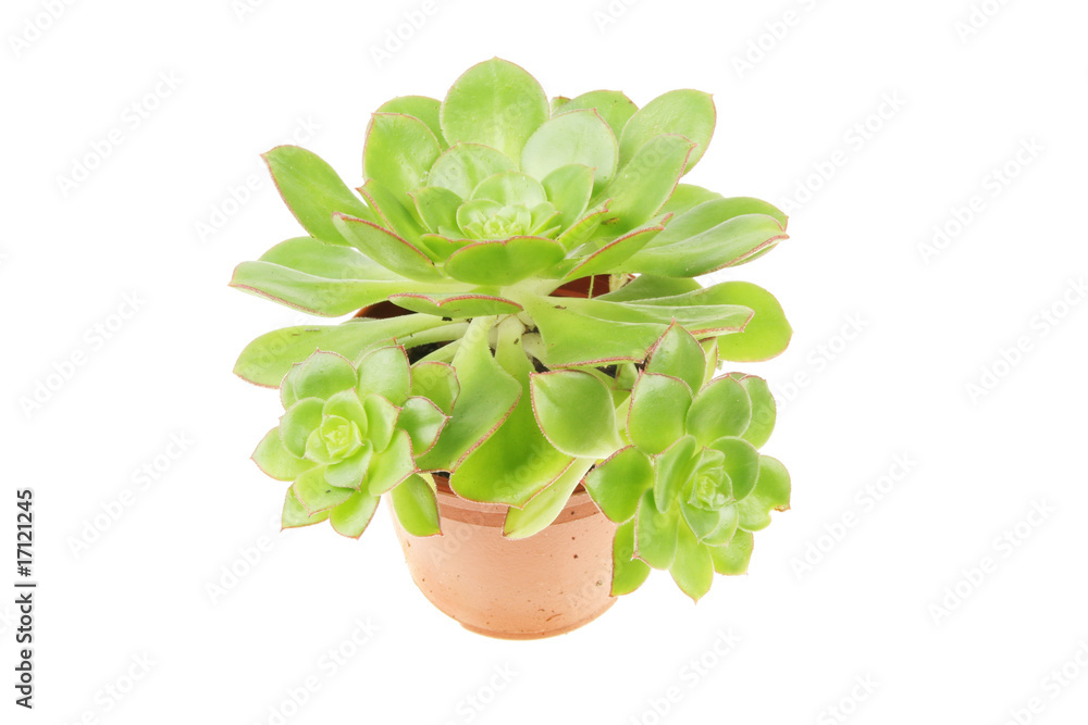 Aeonium Cillatum plant Aeonium Cillatum plant