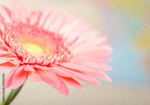 Closeup photo of pink daisy-gerbera.