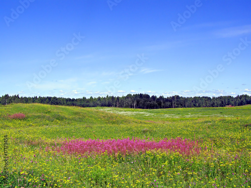 lilac flowers on field
