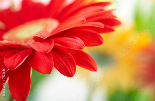 Closeup photo of red daisy-gerbera