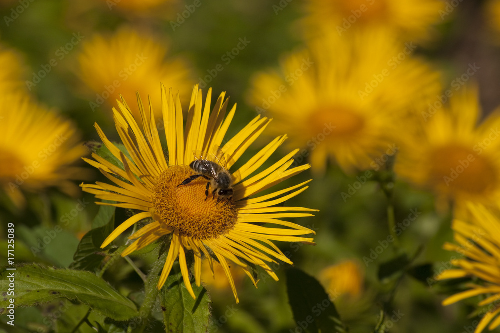 Obraz premium Inula barbata, Asteraceae