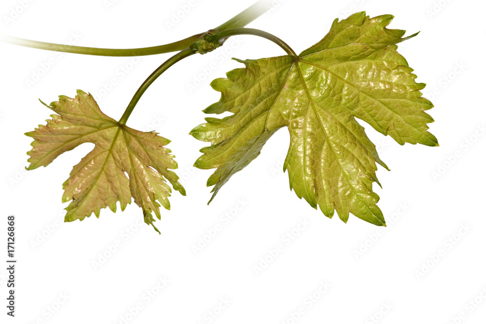 Fototapeta premium Vine isolated on white background