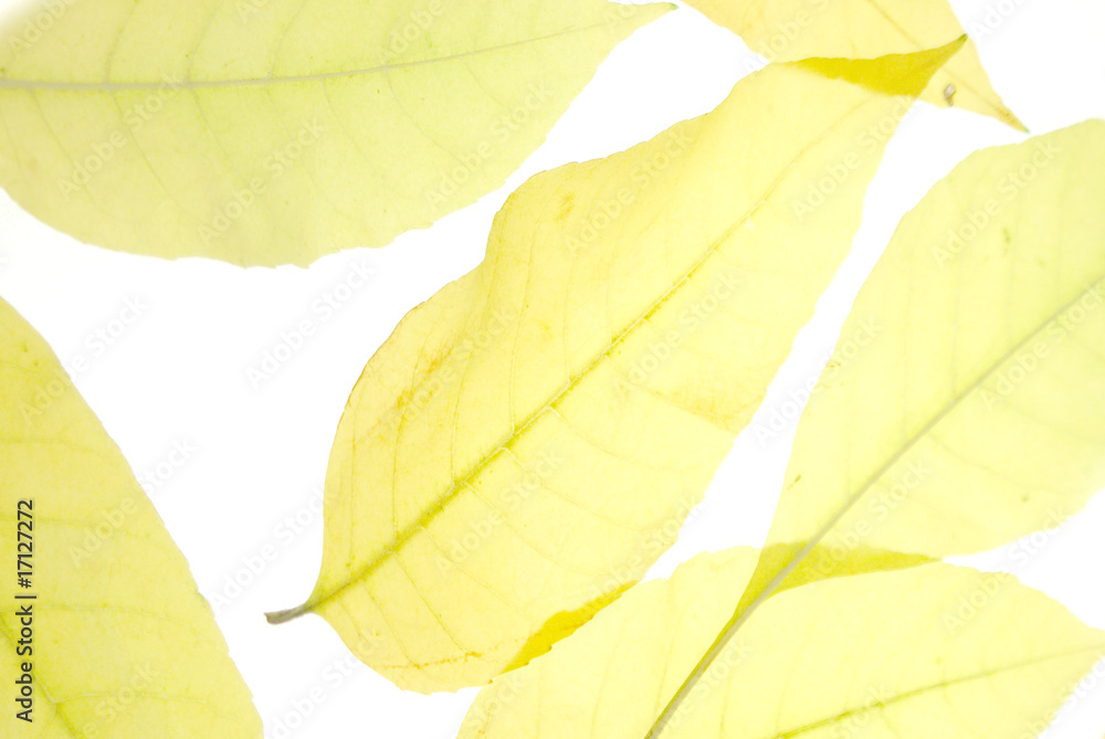 Obraz premium autumn foliage background