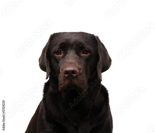 chocolate labrador