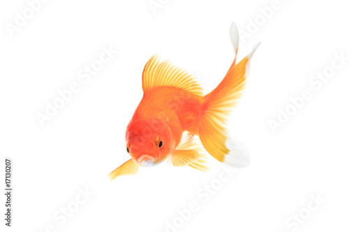 Gold fish against white background