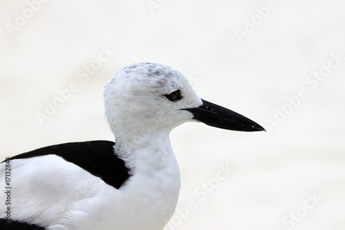 Crab plover