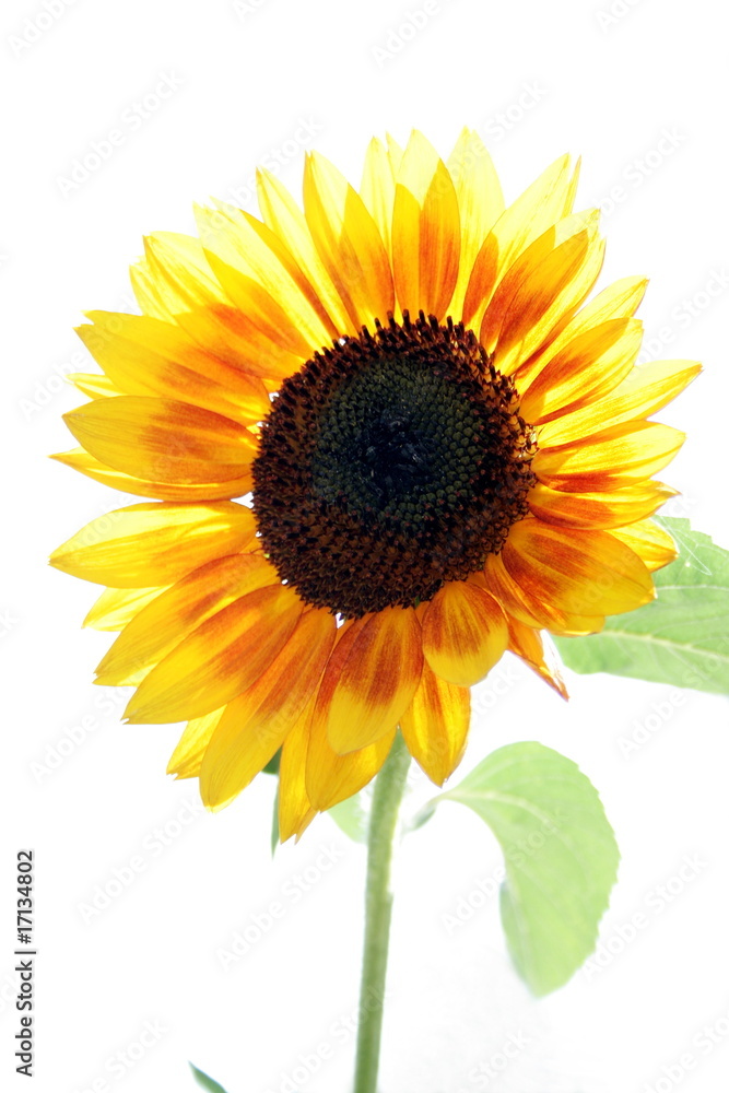 Naklejka premium Sunflower