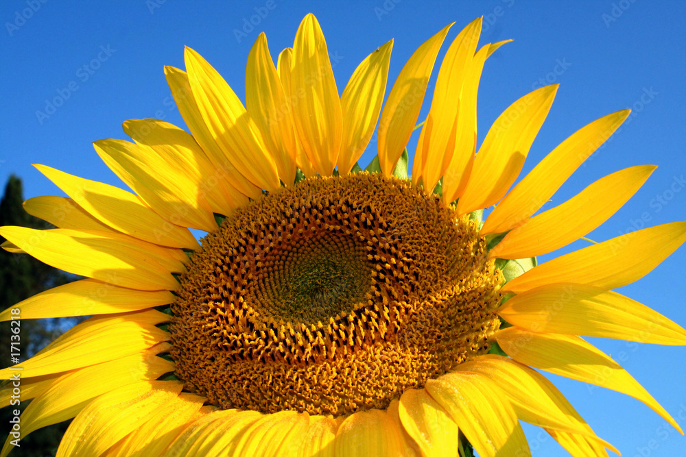 Naklejka premium sunflower