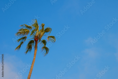 California Palm Tree © mblea photography
