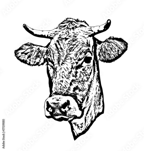 Cabeza de vaca