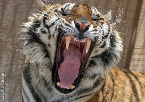 Fototapeta Naklejka Na Ścianę i Meble -  Snarling tiger