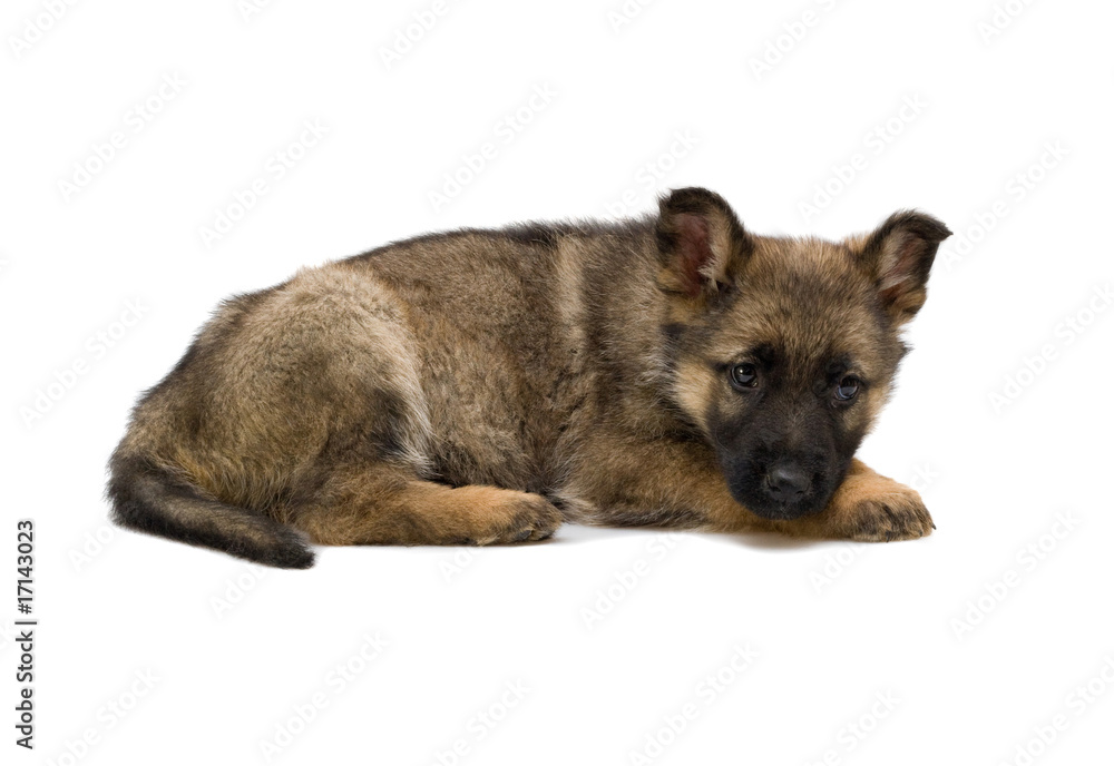 laying German shepherds puppy isolated on white background
