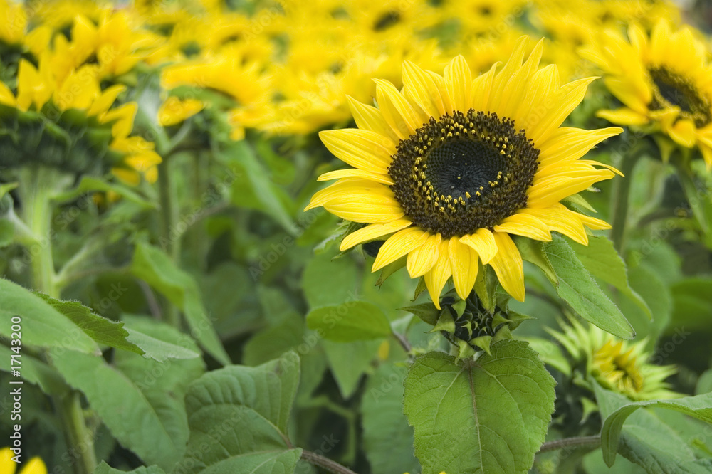 Obraz premium sunflowers