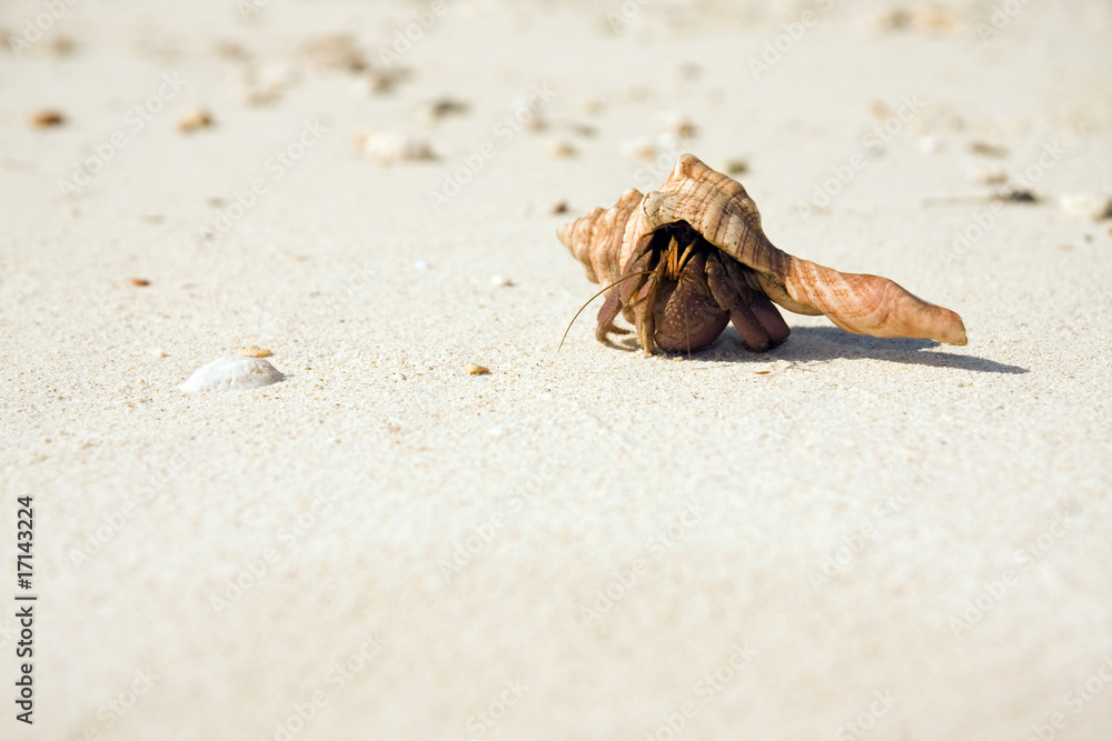 Hermit Crab Crawling On Beach