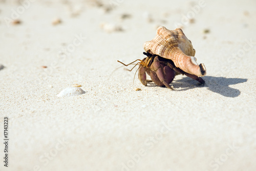 Hermit Crab Crawling On Beach
