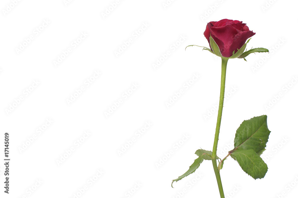 Border of red rose isolated Border of red rose isolated