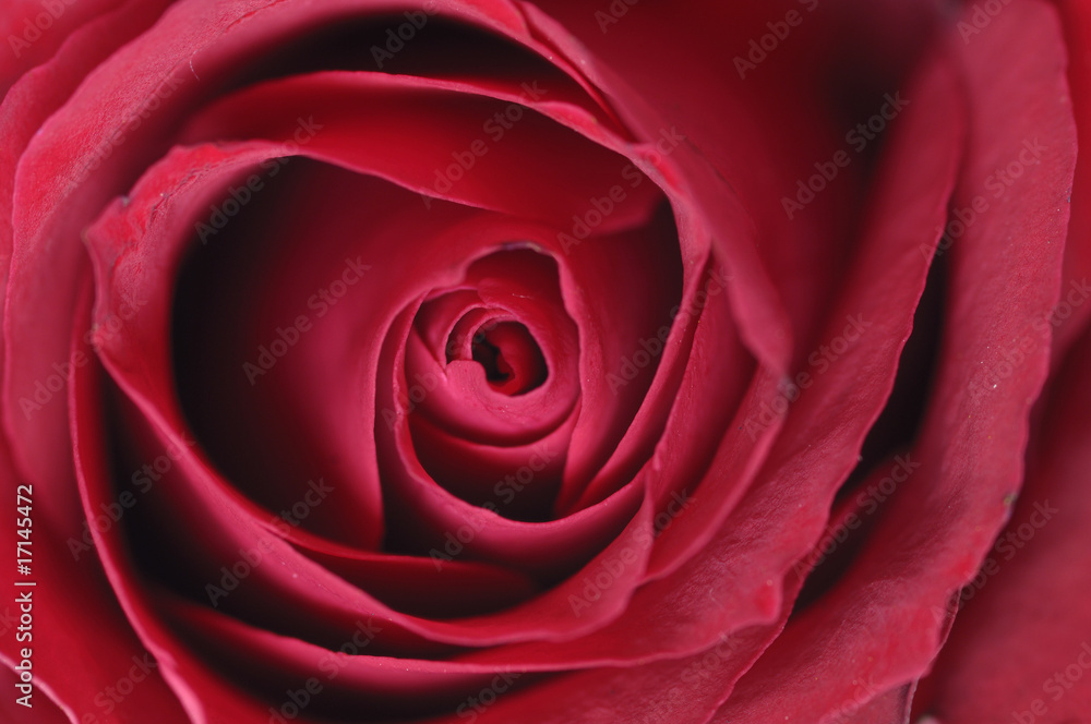 Center of red rose Center of red rose