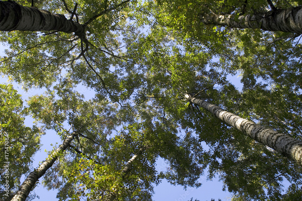 Fototapeta premium trees