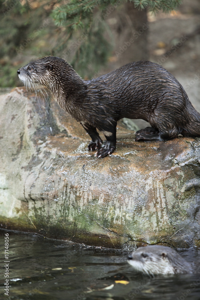 Obraz premium otter