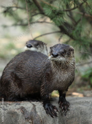 otter © lightpoet