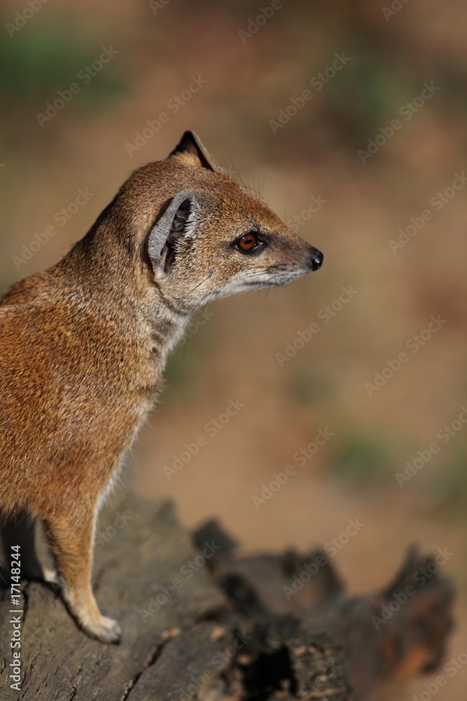 Naklejka premium yellow mongoose