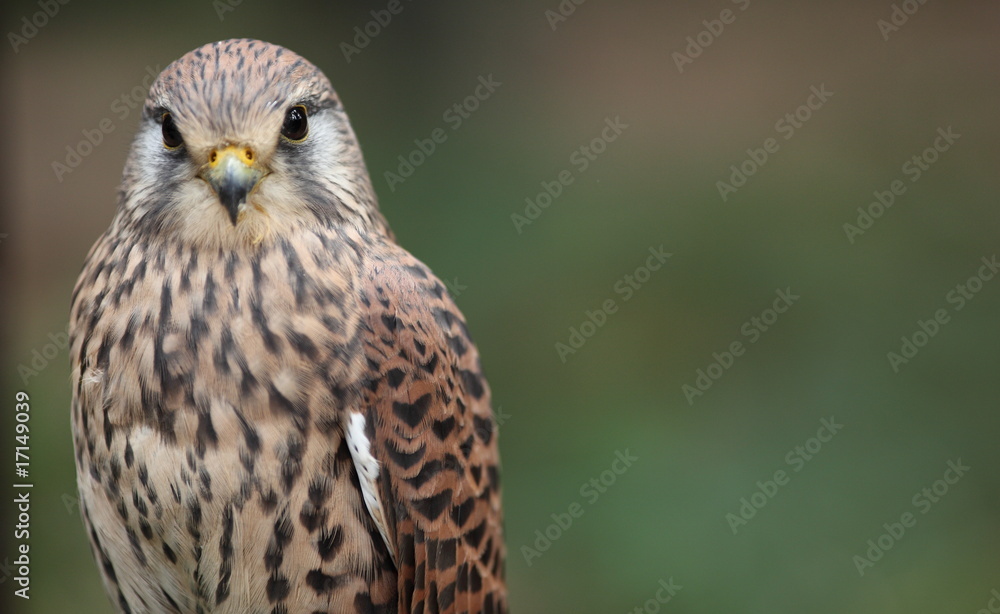 Common Kestrel - close-up view of this beautiful bird Common Kestrel - close-up view of this beautiful bird