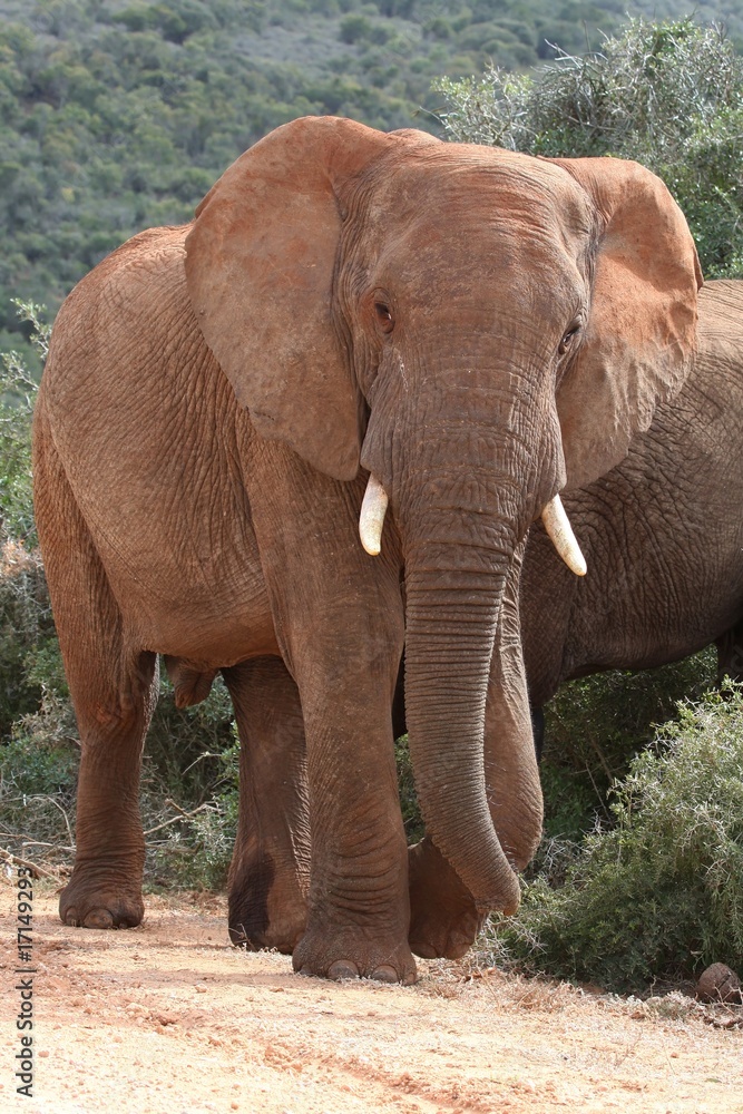Naklejka premium African Elephant Bull