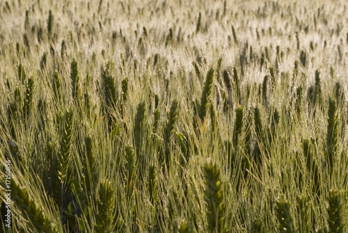 Champ d'escourgeons (orge) photo