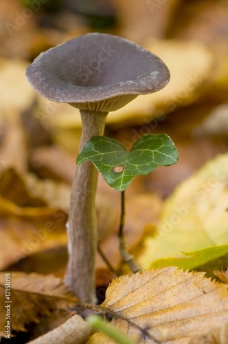 clitocybe en forme de coupe (pseudoclitocybe cyathiformis) photo