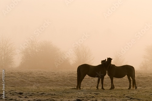 Chevaux dans la brume © Alonbou