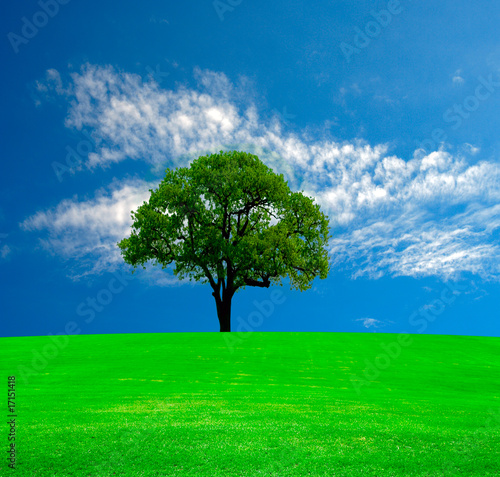 Lonely tree on green field