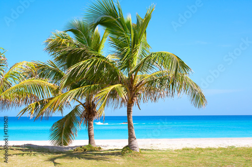 Palm trees in a sandy beach © kmiragaya