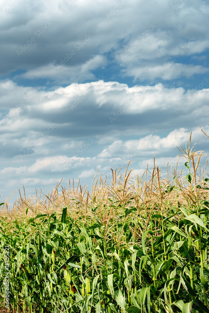 Obraz premium Young vegetation on a corn field