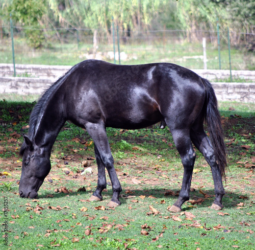 Cavallo - Stallone photo