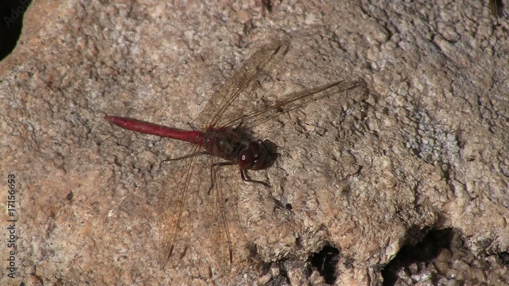 Closeup of a red dragonfly sitting on a stone Closeup of a red dragonfly sitting on a stone