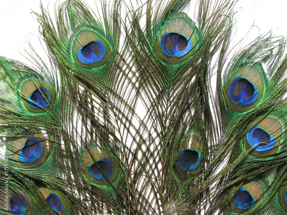 Fototapeta premium peacock feathers