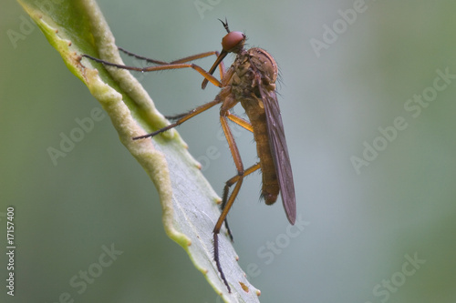 Tanzfliege - Empididae photo