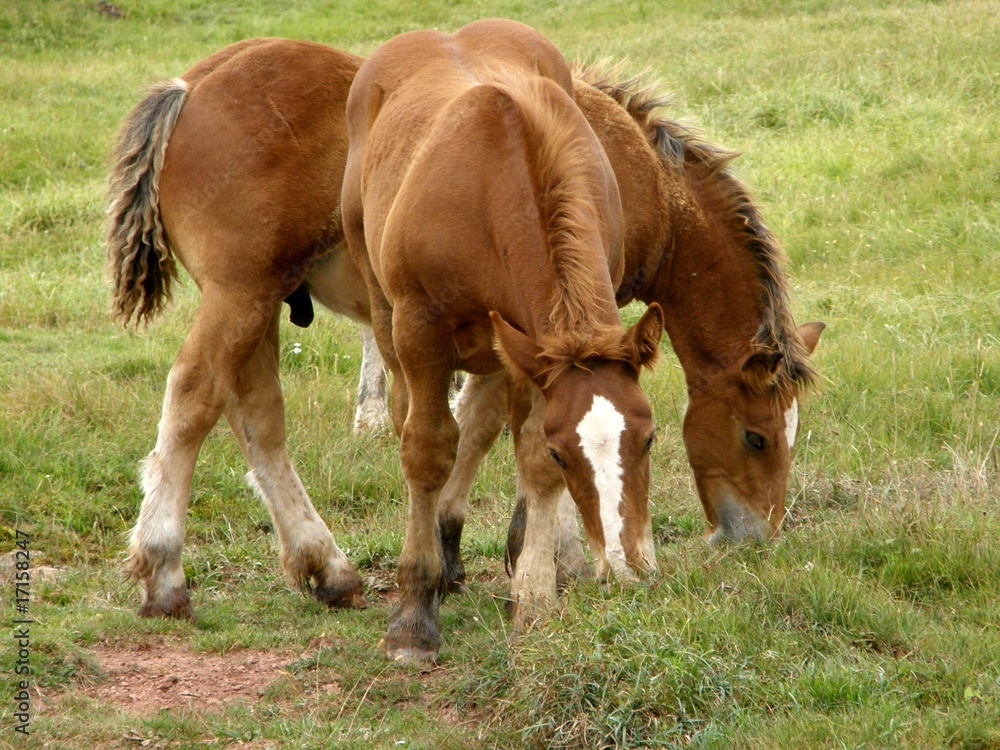 chevaux 3 chevaux 3