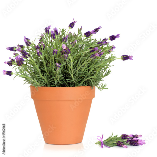 Lavender Herb Flowers © marilyn barbone