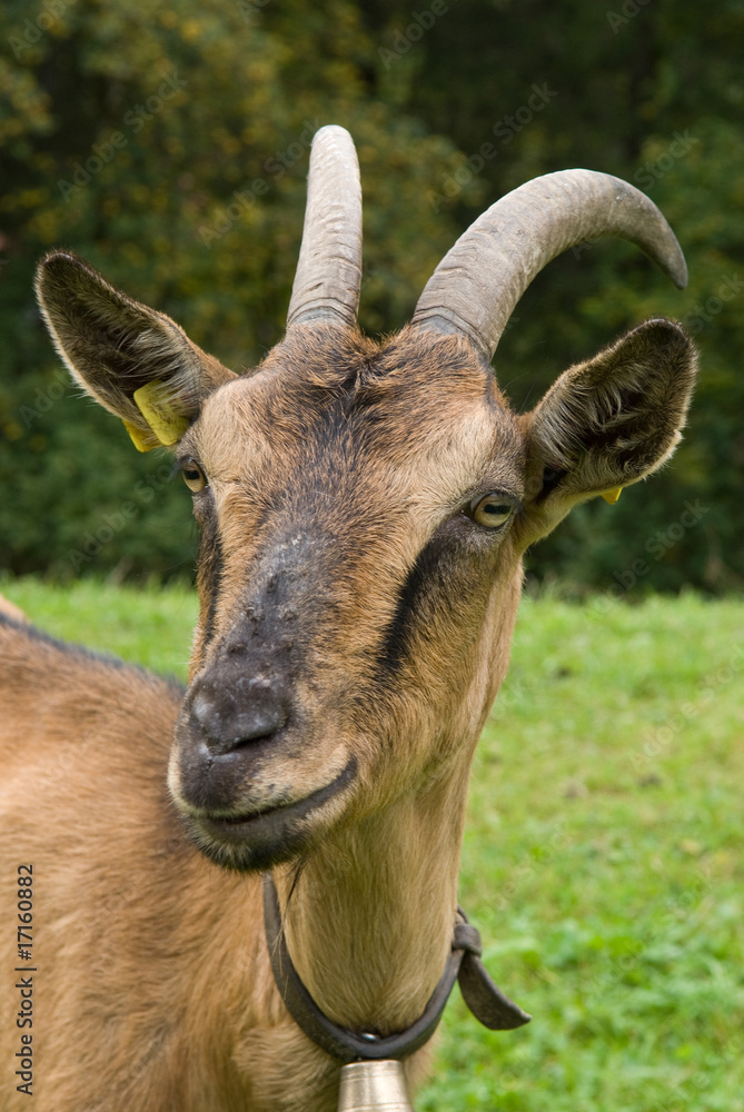 Hausziege Hausziege