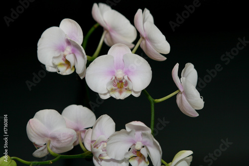 orchids