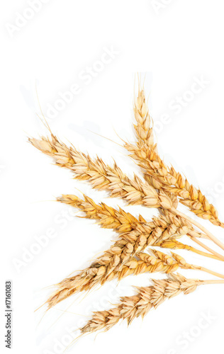 Yellow spikelets wheat on white background..