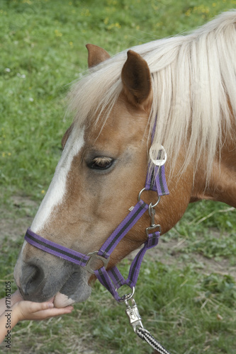 Pony 1