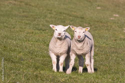 Fototapeta Naklejka Na Ścianę i Meble -  Sweet and curious young lambs in the Netherlands
