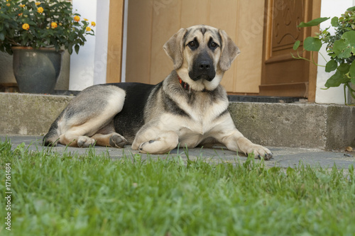 Hofhund