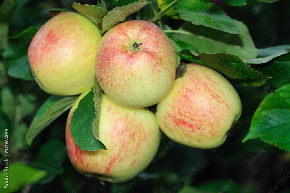 Obraz premium Four English apples ripening on a tree