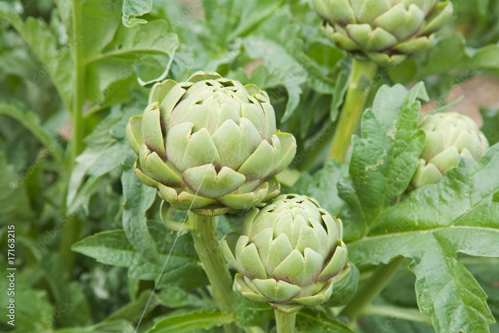 Fototapeta premium growing artichokes (Cynara cardunculus )
