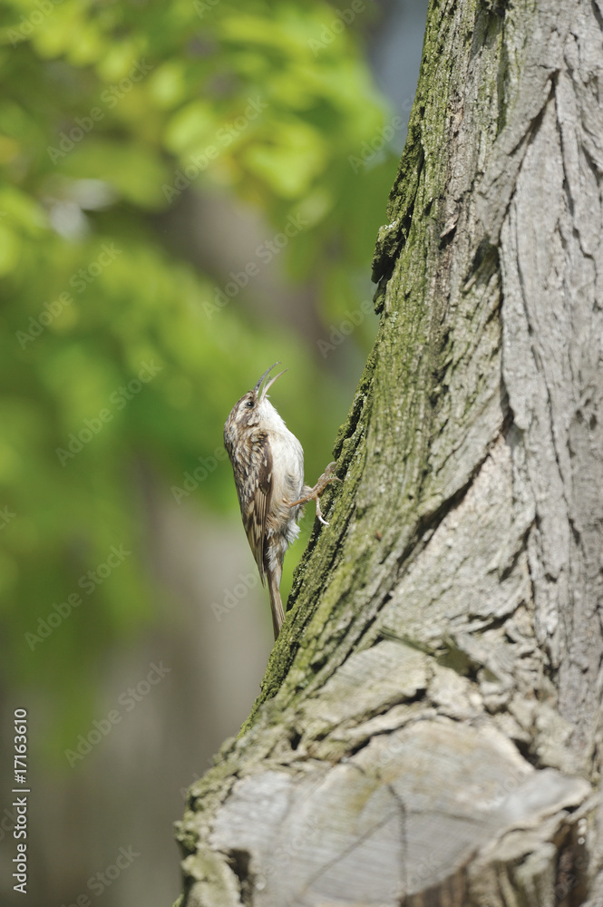 Short-toed Treecreeper grimpereau dans son nid Short-toed Treecreeper grimpereau dans son nid